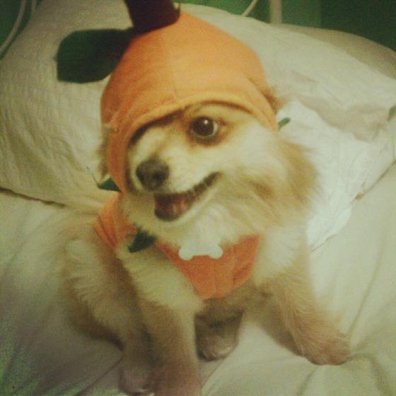 Winston, the Twitter famous dog. 